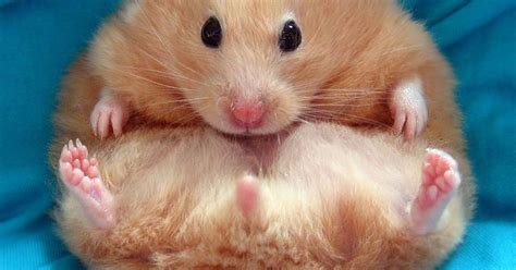 Booze-fueled naked parties end up with some drunken upskirt action. . Hamster nudes